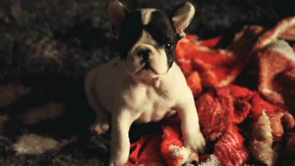 Bebé Divertido Bulldog Francés Material Archivo — Vídeo de stock