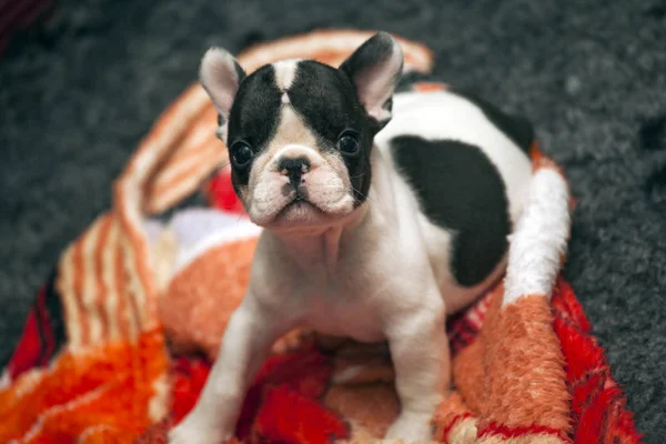 Baby Lustige Französische Bulldogge — Stockfoto