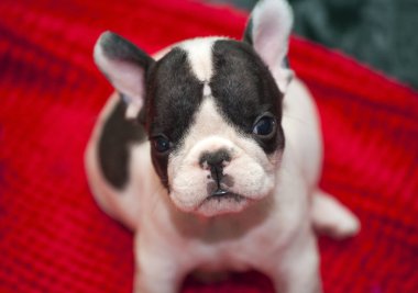 Bebek komik Fransız buldozer 