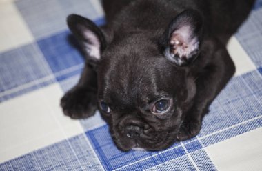 Bebek komik Fransız buldozer 