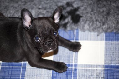 Bebek komik Fransız buldozer 