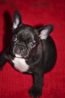 Bebek komik Fransız buldozer 