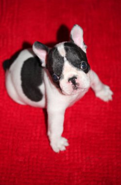 Bebek komik Fransız buldozer 