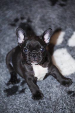 Bebek komik Fransız buldozer 