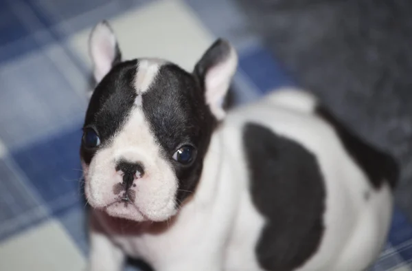 Baba Vicces Francia Bulldog — Stock Fotó