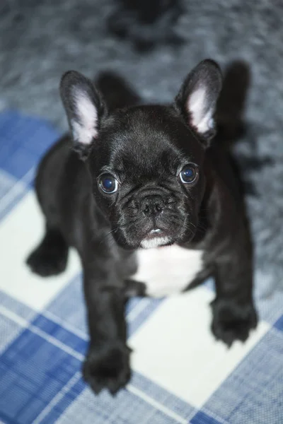 Baby Lustige Französische Bulldogge — Stockfoto