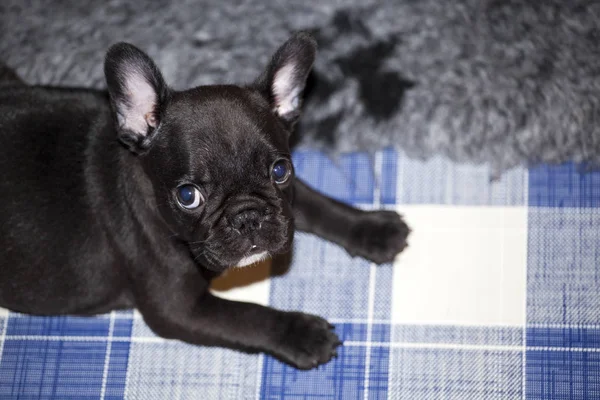 Bebek komik Fransız buldozer 