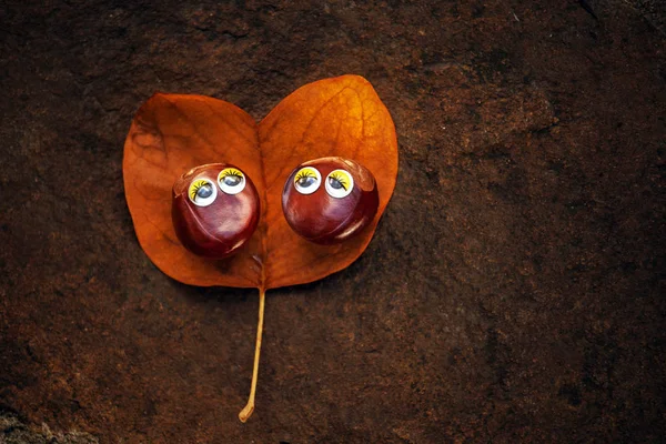 Осенний Лист Два Каштановых Глаза — стоковое фото
