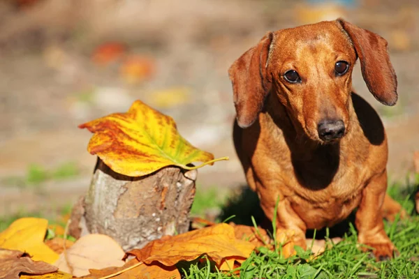 Tax Hund Höst Trädgård — Stockfoto