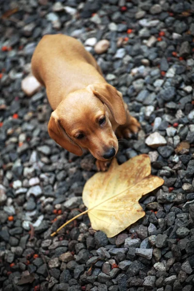 Dachshund dog autumn garden