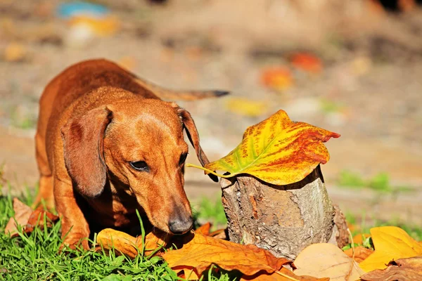 Dachshund Köpek Sonbahar Bahçe — Stok fotoğraf