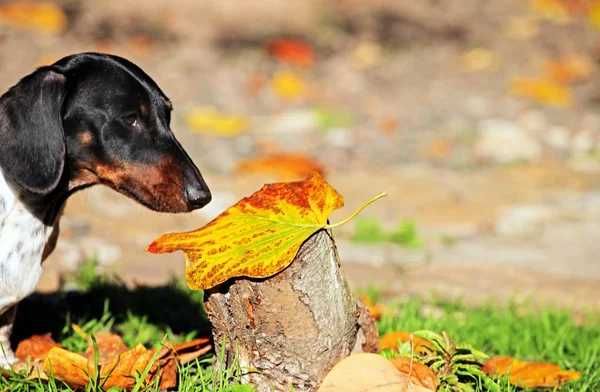 Dachshund Perro Otoño Jardín —  Fotos de Stock