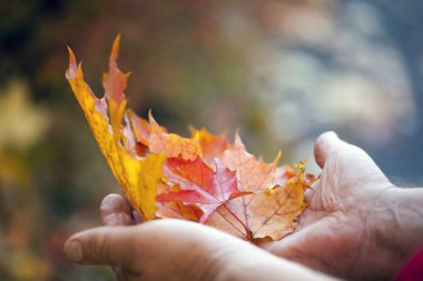 Yetişkin adam ellerini sonbahar yaprakları 