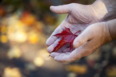 Yetişkin adam ellerini sonbahar yaprakları 