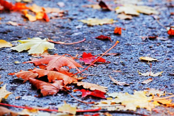 Herfst Bladeren Straat — Stockfoto