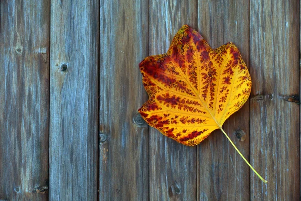 Herfst Blad Houten Tafel — Stockfoto