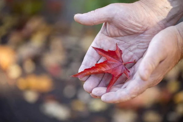 Adulte Homme Mains Automne Feuilles — Photo