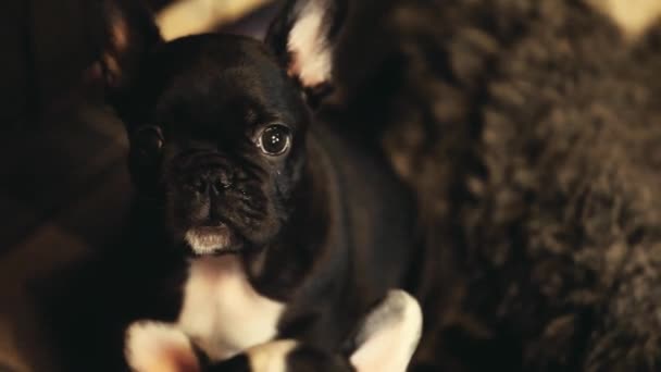 Bambino Divertente Bulldog Francese Filmato — Video Stock