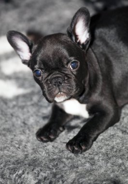 Bebek komik Fransız buldozer 