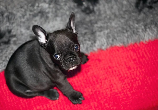 Baba Vicces Francia Bulldog — Stock Fotó