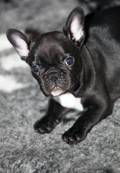 Bouledogue Francais Drole Bebe Photographie Gorlov C