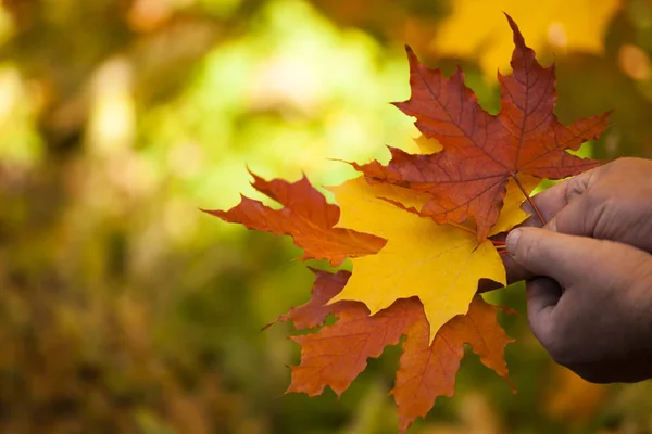 Adulte Homme Mains Automne Feuilles — Photo