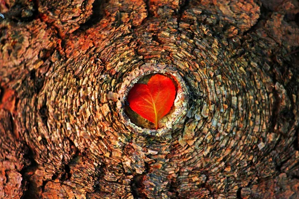 Herfst Rood Blad Hart Boom — Stockfoto