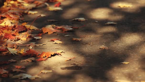 Otoño Hojas Ciudad Calle Asfalto Material Archivo — Vídeo de stock