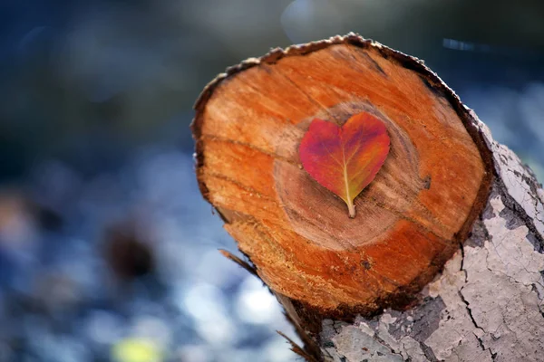 Autumn red Leaf Heart tree