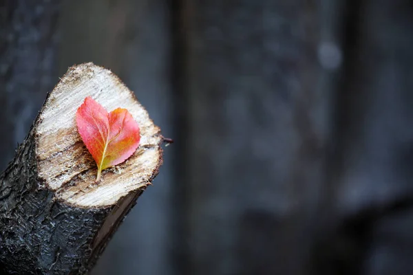 Otoño Rojo Hoja Árbol Del Corazón —  Fotos de Stock