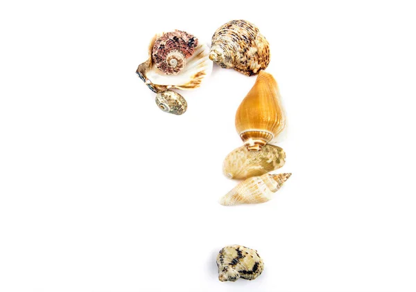 Seashell Question Symbole Studio — Photo