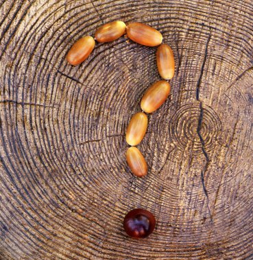 Meşe palamudu soru sembolü saplama 