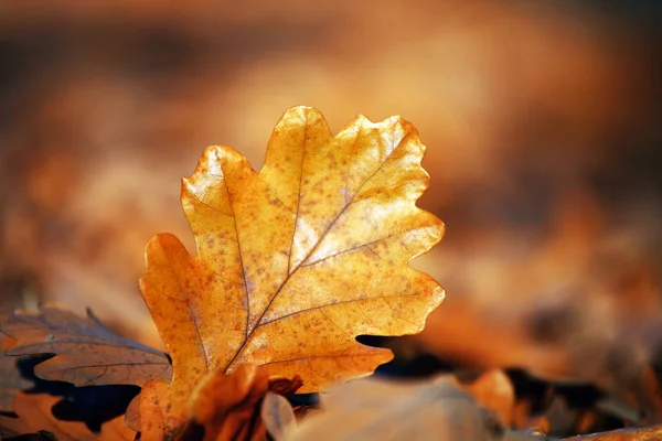 Herfst Bladeren Straat Weg Van Stad Moskou — Stockfoto