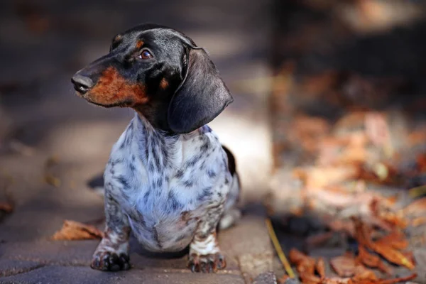 Dackel Hund Herbst Blatt Garten — Stockfoto