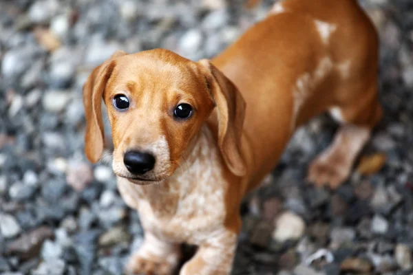 ダックスフンド子犬の秋の庭 — ストック写真