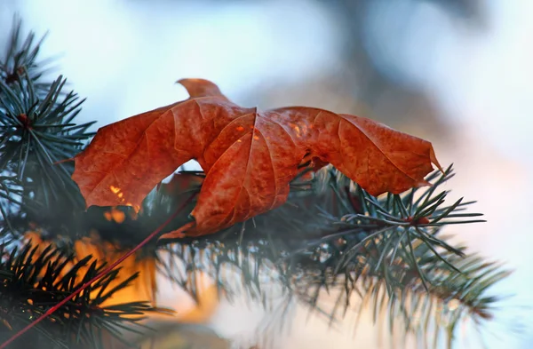 Листья Осеннего Сезона — стоковое фото