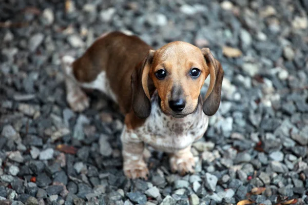Dachshund Puppy Jardim Outono — Fotografia de Stock