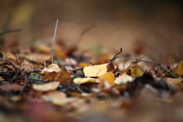 Folhas Florestais Época Outono — Fotografia de Stock