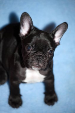 Bebek komik Fransız buldozer