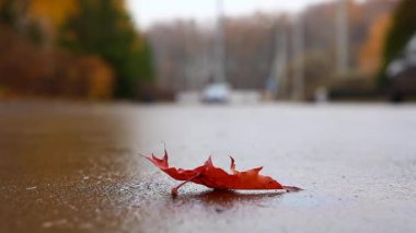 Sonbahar yaprak şehir yol hd ayak