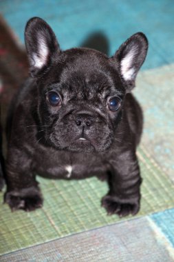 komik Fransız bulldog yavrusu 