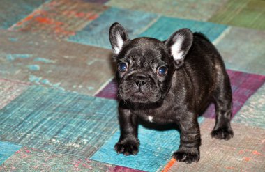 komik Fransız bulldog yavrusu 