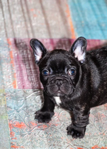 Divertido Bulldog Francés Cachorro — Foto de Stock