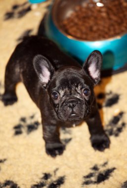 komik Fransız bulldog yavrusu 