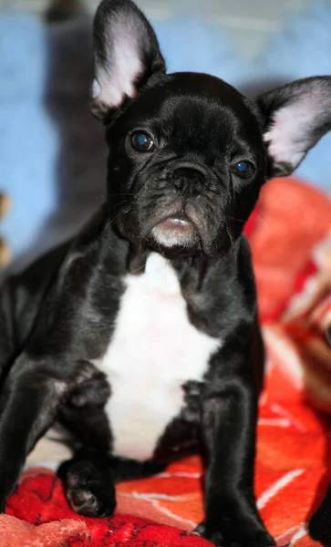 Funny French Bulldog Puppy — Stock Photo, Image