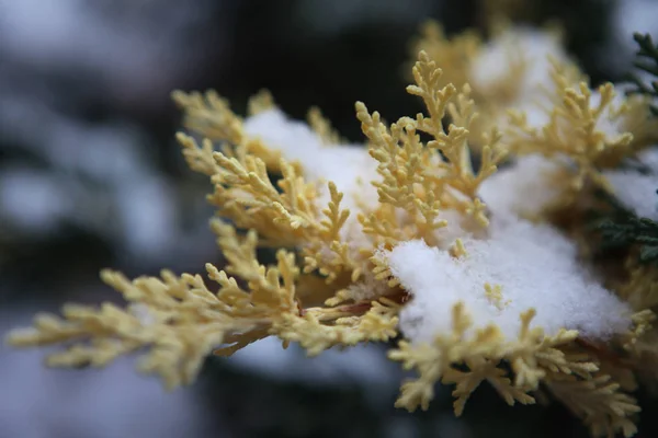 Inverno Floresta Neve Natureza — Fotografia de Stock