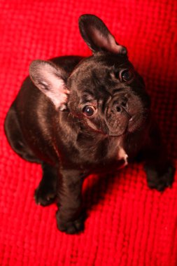 komik Fransız bulldog yavrusu 