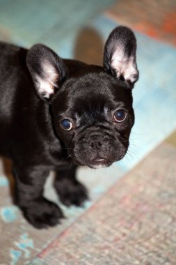 komik Fransız bulldog yavrusu 