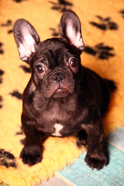 Cachorrinho Bulldog Francês Engraçado — Fotografia de Stock