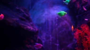 tatlı su akvaryum balık hd ayak 